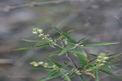 Croton bonplandianus